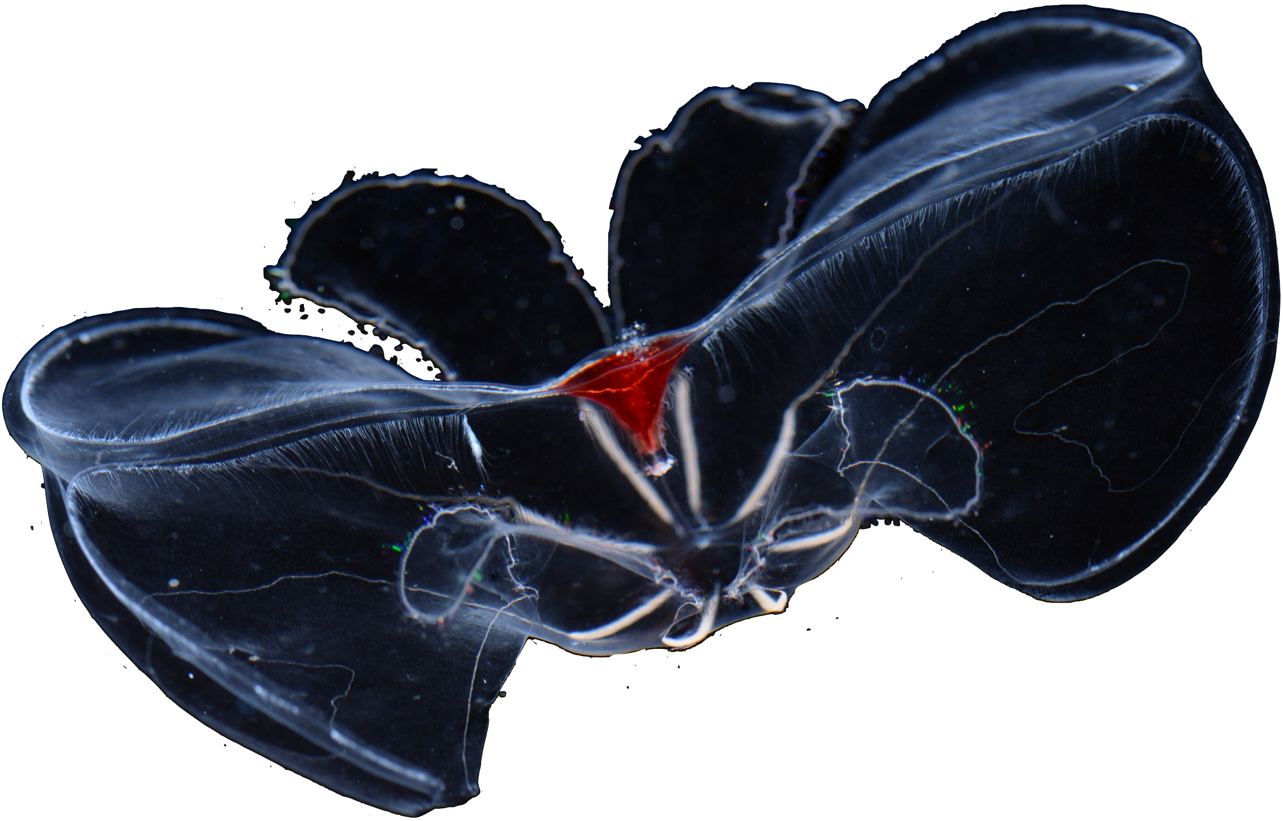 The lobate ctenophore (=comb jelly) Bathocyroe aff. fosteri. The name Bathocyroe means "master of the deep", and members of the genus are found at depths of 200 to more than 3000 meters. Bathocyroe aff. fosteri, lobate ctenophore